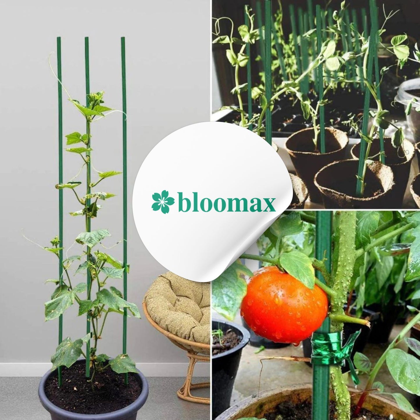 45CM/10mm Hardwood Teal Green Wooden Plant Support Sticks (Pack Of -40 Ps) Twist Ties